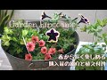【ガーデニング】秋まで楽しめる購入苗の紹介🌼植え付け＆摘芯✂️【ペチュニアの摘芯】