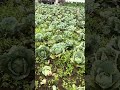 Kebun Kol Alias Kubis