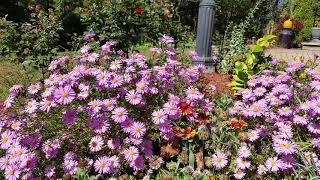 Effortless flowers | Fall flowers | Purple Aster |my garden | 2020