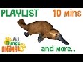 * TOP 6 CUTE ANIMALS * | Playlist For Kids | All Things Animal TV