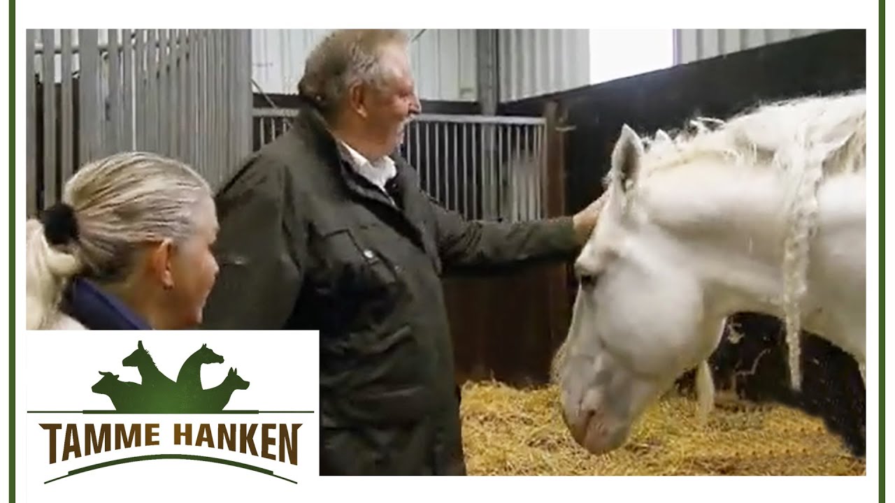 Feiger Angriff Auf Tamme Jumper Wurde Vergiftet Tamme Hanken Kabel Eins Youtube