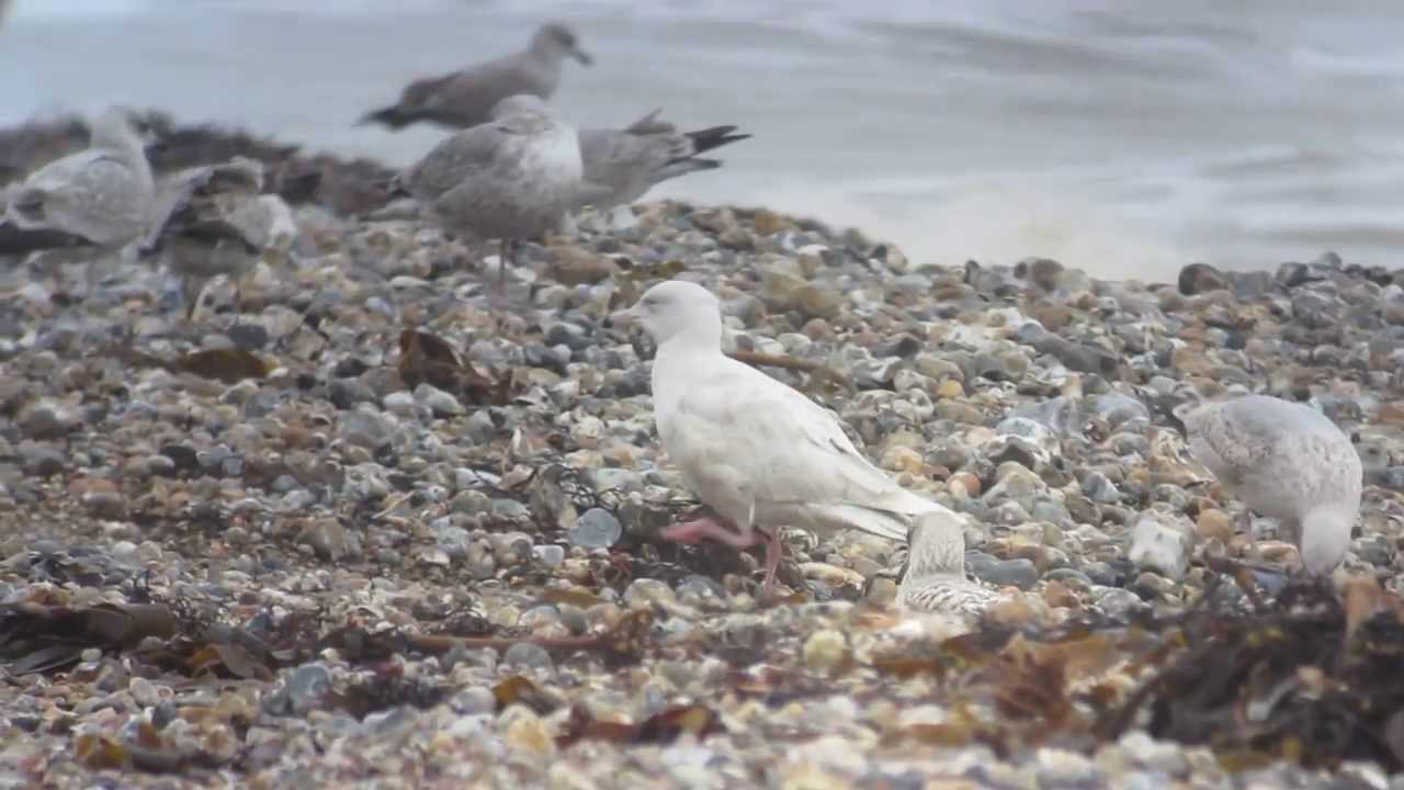 Second-winter Glaucous Gull at Littlehampton 