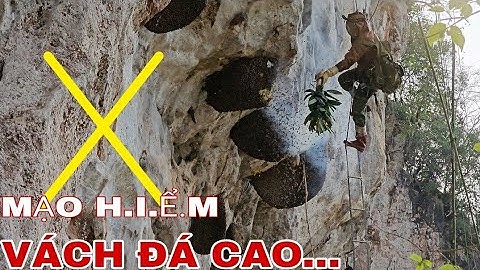 M.Ạ.O H.I.Ể.M KHAI THÁC NHỮNG TỔ ONG RỪNG TRÊN VÁCH ĐÁ CAO !