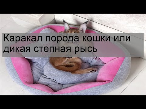 Каракал порода кошки или дикая степная рысь