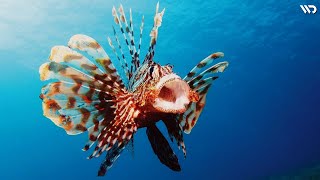 Lionfish: Si Cantik Berbisa dan Mematikan