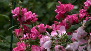 White House Garden Opens To Public On Mother’s Day Weekend  | Voa News