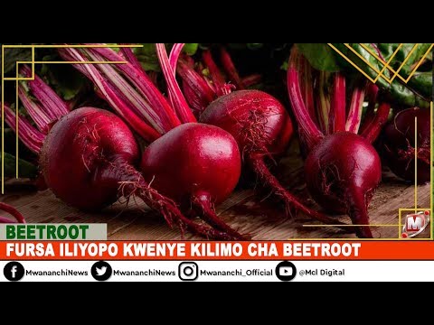 Video: Aina Za Beet, Teknolojia Ya Kilimo. Kuandaa Vitanda Na Kupanda Beets