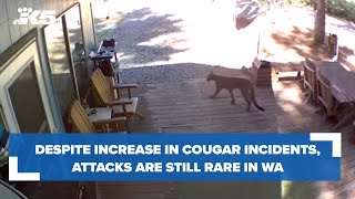 Despite increase in cougar sightings, cougar attacks still rare in Washington