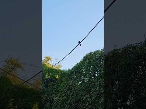 اگر روزهای خوب امدند و من نبودم بیاد بیاور ک صبور و غمگین چقدر برای روزهای خوب منتظر بودم