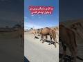 بیا کډی باریګی پړی یی واچلول اوخانو کښی څه وکړمه خدایا زړه می بند دی په کوچیانو کی بیا کډی باریګی پړی یی واچلول اوخانو کښی څه وکړمه خدایا زړه می بند دی په کوچیانو کی