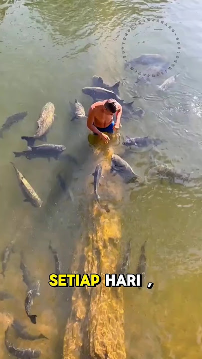 semua ikan mencintai pria ini #shorts