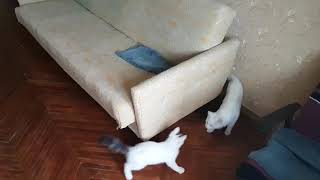 Extremely playful kitten by OOOH MY CATS No views 4 years ago 2 minutes, 30 seconds