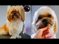 Shih Tzu Short and Nice Cut with Short Legs