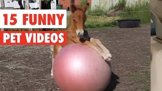 15 Funny Pet Videos Compilation 2016