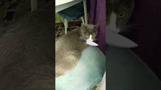 бесприданница моя #фасолька #кошка #мем