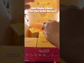 Card Captor Sakura Clear Card Series Box No. 6 #unboxing #blindboxunboxing #cardcaptorsakura