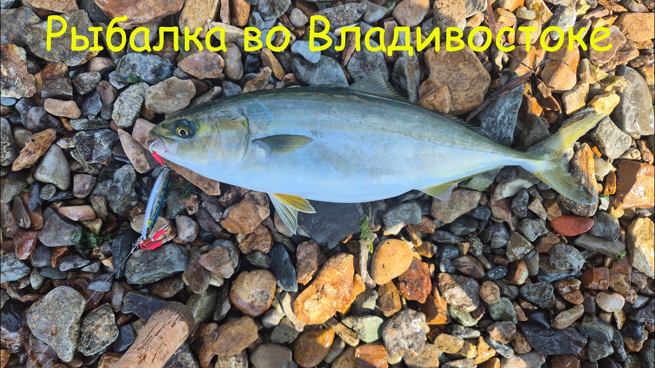 Владивосток. Рыбалка с берега. Ловля лакедры и бычка на маяке Токаревского.