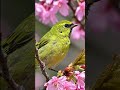 #birds