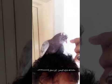 صنعاوي اصيل حجم يعجبك افلح من ذكر الله الرياض ذكر احمر اصقع اليف بن دخيل 0532388857