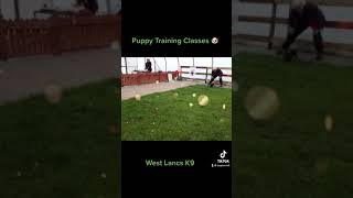 Puppy Training Group Classes