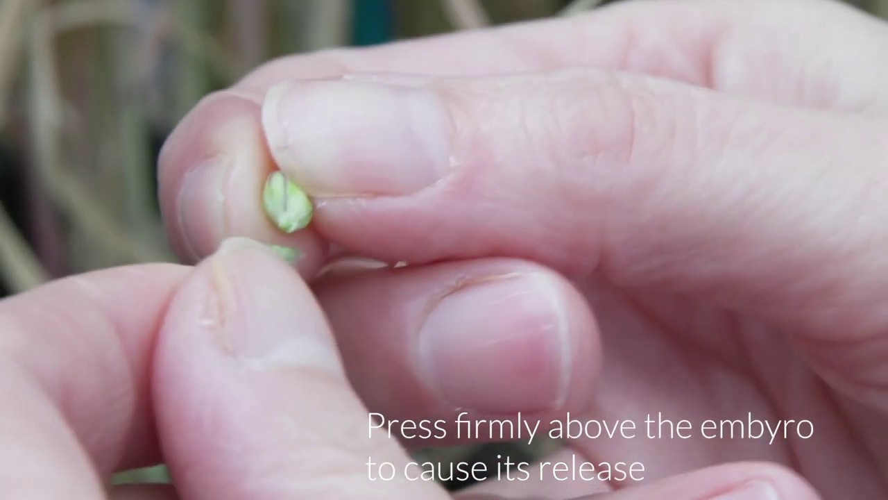 Barley transformation - YouTube