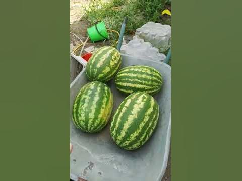 Арбуз КАРИСТАН F1. - YouTube
