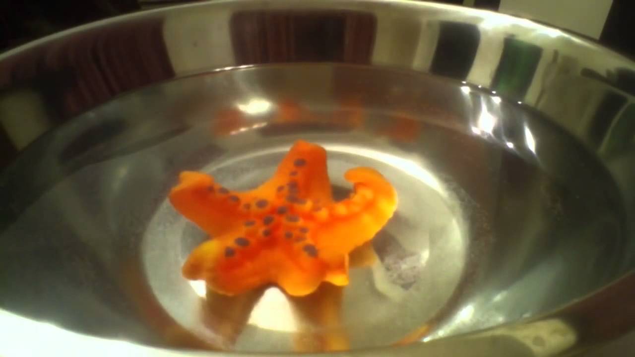 Growing Starfish Toy Time Lapse Video YouTube