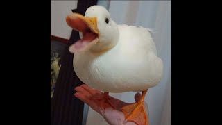 Duck Disappears Then Reappears(High Quality)