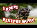 Playful music for dogs to have fun and relax  playful dog music for playtime