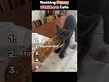 😼😤 Ranking Funny Stubborn Cats 🤣