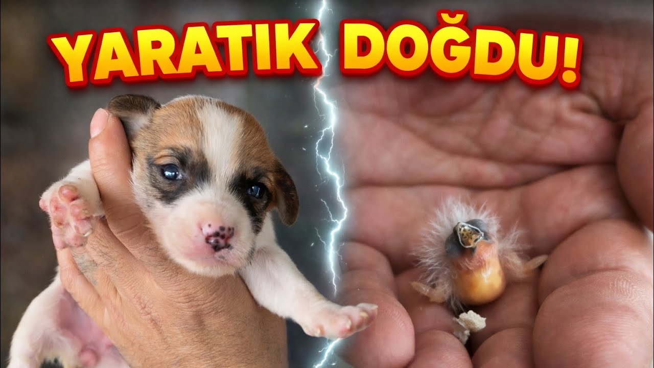 BEN HAYATIMDA BÖYLE ÇİRKİN BİR YARATIK GÖRMEDİM😱