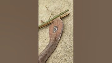 Con Rắn To Tấn Công Người Dân May Bắt Lại Được. Big Snake Attacks Citizen May Catch Medicine.