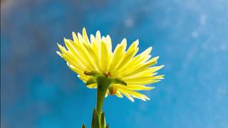 Mesembryanthemum (Lemon Pig Face) succulent flower blooming Time-Lapse