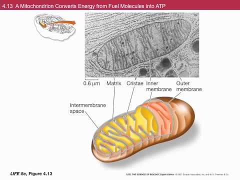 Biodiversity & the Tree of Life (Bis002C) Lecture10 (UC Davis, Fall2011, Jonathan Eisen)