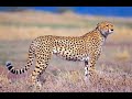 Top 5 fastest animals in the world