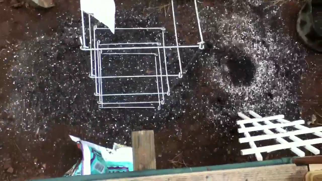 Pre outdoor medical marijuana grow