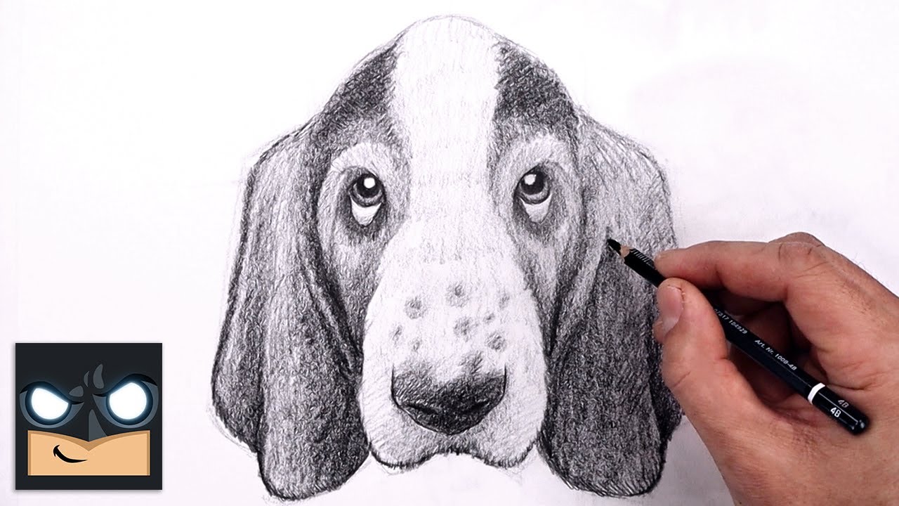 Buy BASSET HOUND Dog Drawing Art Print by Artist DJ Rogers Online in India   Etsy