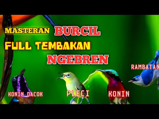 2 jam masteran kombinasi  BURCIL full tembakan NGEBREN rapat cocok buat pemasteran burung lomba class=