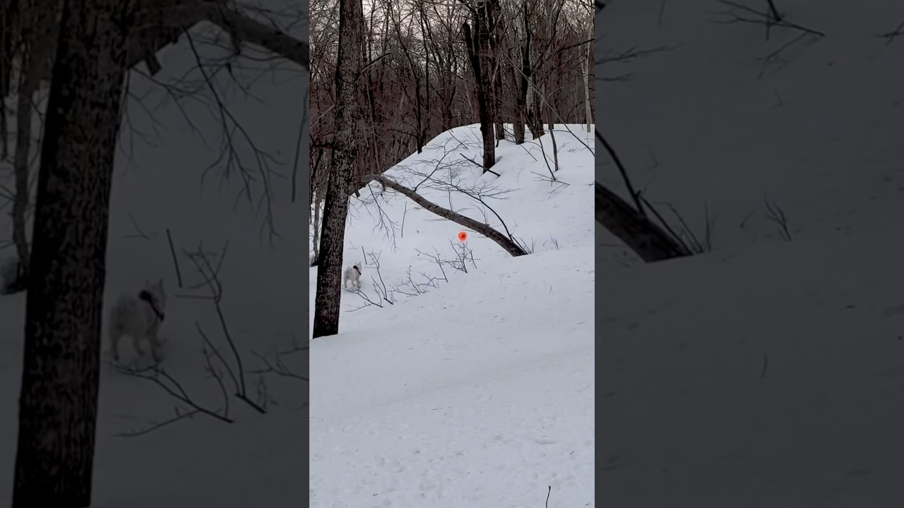 #北海道犬 #アイヌ犬 #おもち