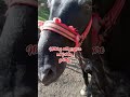 Some of these might sound weird but it's the truth. #equestrian #horse