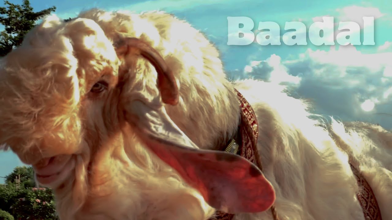 Baadal - India’s Most Beautiful Hansa Bakra at Al-Adl Goat Farm Mumbai