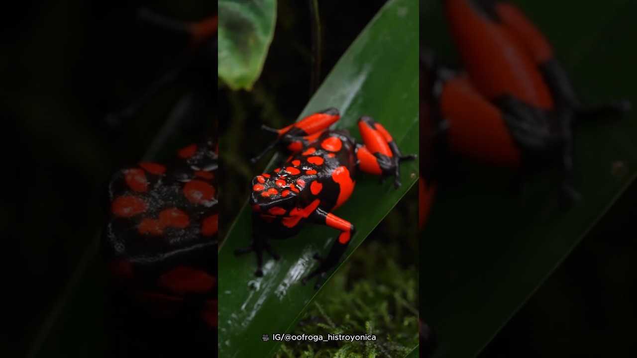 Stunning Poisonous Dart Frog, Oophaga solanensis - YouTube