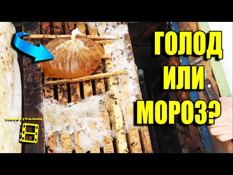 Видео: Пчелы умирают зимой?