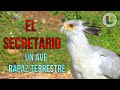 El pájaro Secretario l Come Serpientes! l En peligro de Extinción