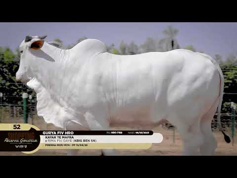 LOTE 52   GURYA FIV HRO   HRO 7158 zap 1