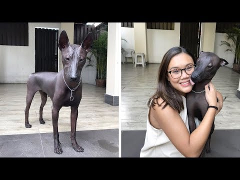 Dog That Looks Like Statue Goes Viral