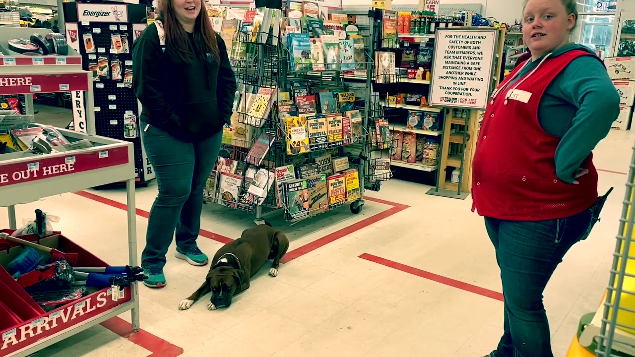 New Hampshire Dog Trainer/ Manchester Dog Trainer/ 1.5 year old Boxer