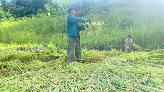 Đầu Mùa Gặt Lúa - Của Hừ Nậm Khum