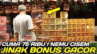 Download Lagu BENER MURAH❗️CISEM JINAK 75 RIBU SUDAH GACOR‼️REJEKI MALAM INI DIKIOS PASAR BURUNG PRAMUKA MP3