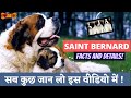 Know About St Bernard Dogs | Saint Bernard Dog In India | Full Information In Hindi - I LOVE DOGS